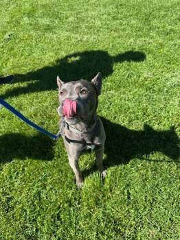 Rescue American Staffordshire Terrier Dogs for Adoption in Polson, Montana - Tucker - Courtesy Listing See | PetCurious