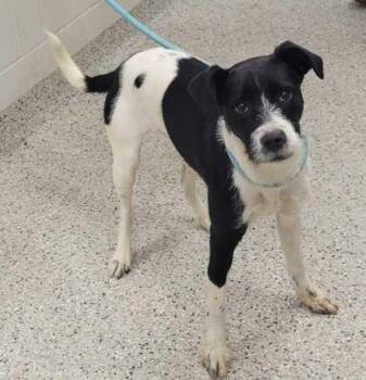 Mixed Breed Dogs Available for Adoption in Kansas City, Missouri - Flitwick | PetCurious