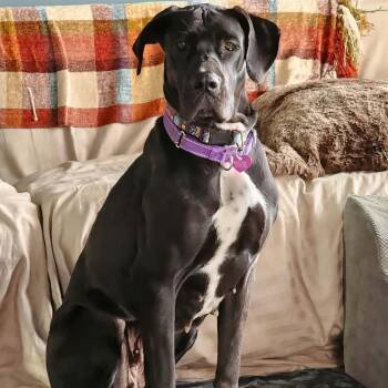 Melody -  Great Dane Dog for Adoption in Plainfield, Illinois - Melody | PetCurious