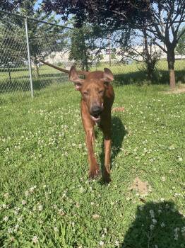 Brandy -  Redbone Coonhound Dog for Adoption in Mishawaka, Indiana - Brandy | PetCurious