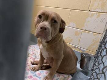 Pit Bull Terrier and Mixed Breed Dogs Available for Adoption in Tulsa, Oklahoma - ROSE | PetCurious