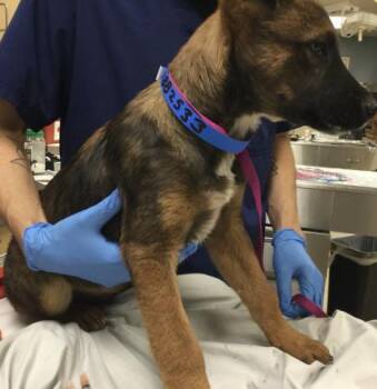 German Shepherd Dog Dogs Available for Adoption - OZZY | PetCurious