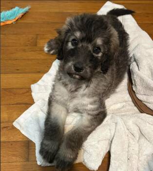 Poodle and Mastiff Dogs Available for Adoption - Calhoun | PetCurious