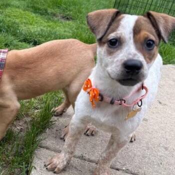 Mixed Breed Dogs Available for Adoption in Madison, Wisconsin - Daisy | PetCurious