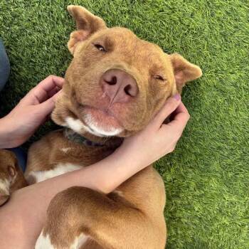 Yellow Labrador Retriever and Pit Bull Terrier Dogs Available for Adoption - Bear | PetCurious