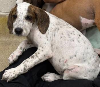 MAGGIE -  Treeing Walker Coonhound and Mixed Breed Dog for Adoption in Grand Prairie, Texas - MAGGIE | PetCurious
