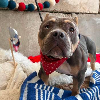 Wanda -  Pit Bull Terrier and Mixed Breed Dog for Adoption in Spring Hill, Kansas - Wanda | PetCurious