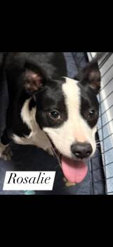 Black Labrador Retriever and Mixed Breed Dogs Available for Adoption - Rosalie | PetCurious