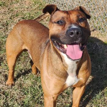 Mixed Breed Dogs Available for Adoption - Roman | PetCurious
