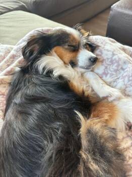 Bailey Jo -  Australian Shepherd Dog for Adoption in Fort Worth, Texas - Bailey Jo | PetCurious