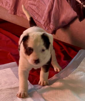 Rescue German Shepherd Dog and Labrador Retriever Dogs for Adoption - Wilma | PetCurious