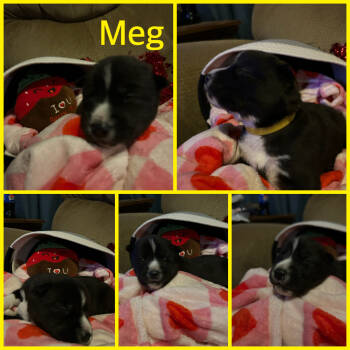 Siberian Husky Dogs Available for Sale - Meg | PetCurious