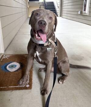 Baloo -  Pit Bull Terrier and Labrador Retriever Dog for Adoption in Cary, North Carolina - Baloo | PetCurious