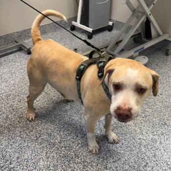 Pit Bull Terrier and Labrador Retriever Dogs Available for Adoption - Hank Williams | PetCurious