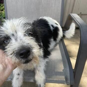 Dottie -  Terrier Dog for Adoption in Memphis, Tennessee - Dottie | PetCurious