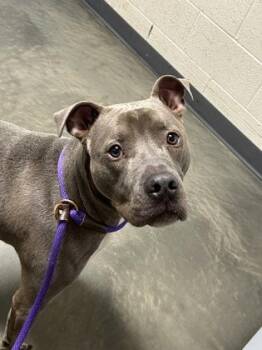 Rescue Mixed Breed Dogs for Adoption in Dekalb, Illinois - Odi | PetCurious