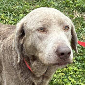 Labrador Retriever Dogs Available for Adoption in San Francisco, California - Elsa - Need Foster | PetCurious