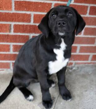 Rescue Retriever and Mixed Breed Dogs for Adoption in Minneapolis, Minnesota - Evie | PetCurious