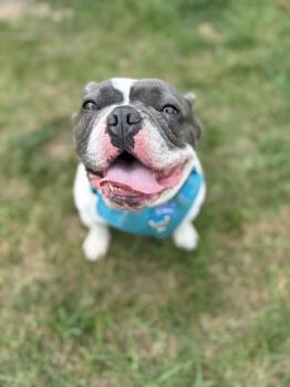 Rescue French Bulldog Dogs for Adoption - Edgar OS 1121 | PetCurious