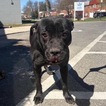 Cornelia -  Mixed Breed Dog for Adoption in Allentown, Pennsylvania - Cornelia | PetCurious