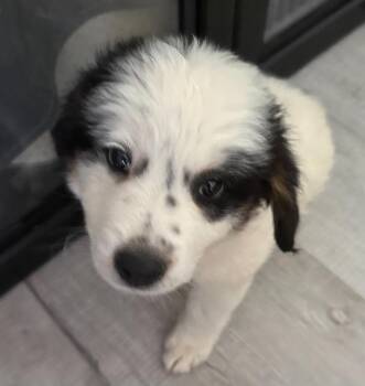 Bandit -  Border Collie Dog for Adoption in Millcreek, Utah - Bandit | PetCurious