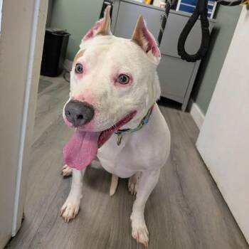 Rescue Pit Bull Terrier Dogs for Adoption in Greenville, Pennsylvania - Rumor | PetCurious