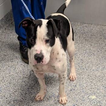 Denali -  Mixed Breed Dog for Adoption in Greenville, South Carolina - Denali | PetCurious