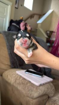 Gelato -  Dachshund and Miniature Pinscher Dog for Adoption in Calgary, Alberta - Gelato | PetCurious