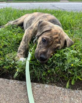 Rocco -  Pit Bull Terrier and Mixed Breed Dog for Adoption in Richland Hills, Texas - Rocco | PetCurious