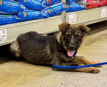 Shepherd and Cattle Dog Dogs Available for Adoption in Fort Lupton, Colorado - Shianne | PetCurious