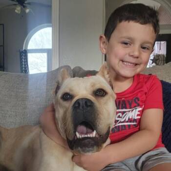 Cane Corso and Boxer Dogs Available for Adoption - Piper Squishy Lovebug | PetCurious