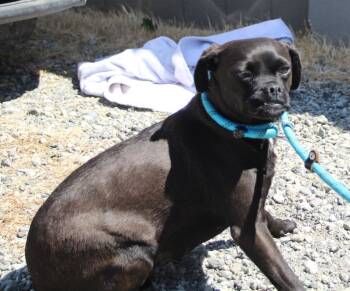 Rescue Pug and Mixed Breed Dogs for Adoption in Vacaville, California - Cadbury | PetCurious