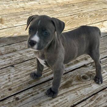 Liberty -  Mixed Breed Dog for Adoption in St. Peters, Missouri - Liberty | PetCurious