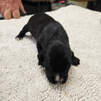 Mixed Breed Dogs Available for Adoption in Lake Panasoffkee, Florida - Truffle | PetCurious