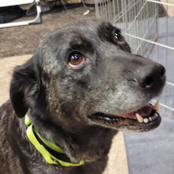 Katie -  Mixed Breed Dog for Adoption in Belfair, Washington - Katie | PetCurious