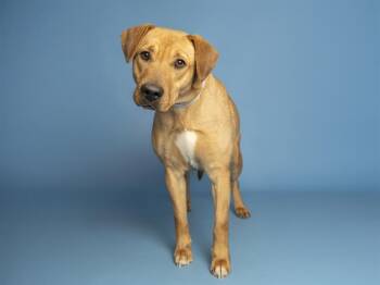 Catahoula Leopard Dog Dogs Available for Adoption - BAILEY | PetCurious