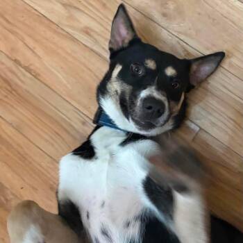 Charity -  Australian Kelpie Dog for Adoption in Newport, Washington - Charity | PetCurious