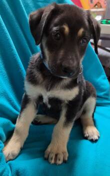 Chipper -  Shepherd Dog for Adoption in Hillside, Illinois - Chipper | PetCurious