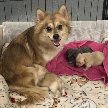 Diamond -  Pomeranian and Mixed Breed Dog for Adoption in Providence, Rhode Island - Diamond | PetCurious