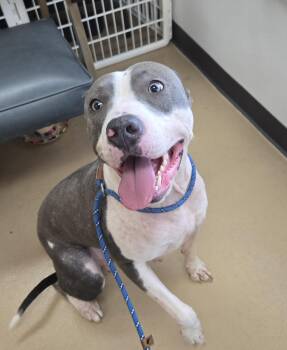 Rescue Terrier Dogs for Adoption in Xenia, Ohio - Blue Bell (Coming Soon...) | PetCurious