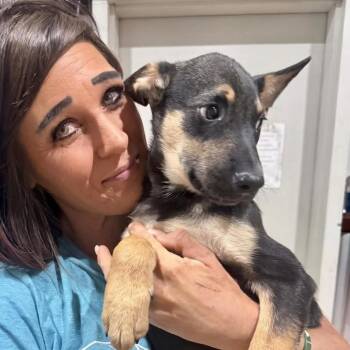 Viking *Arriving 11/6* D12952 -  Shepherd and Labrador Retriever Dog for Adoption - Viking *Arriving 11/6* D12952 | PetCurious