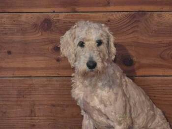Elsa -  Goldendoodle Dog Available for Adoption in Mauston, Wisconsin - Elsa | PetCurious