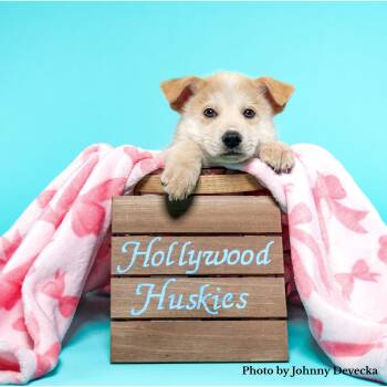 Charlie - Shepsky -  Husky and German Shepherd Dog Dog for Adoption in Los Angeles, California - Charlie - Shepsky | PetCurious