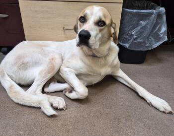 Shadow -  Anatolian Shepherd Dog for Adoption in Sierra Vista, Arizona - Shadow | PetCurious