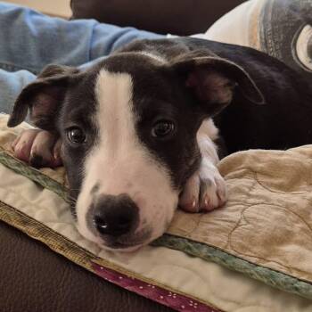 Rio Rancho -  Mixed Breed Dog for Adoption in Racine, Wisconsin - Rio Rancho | PetCurious