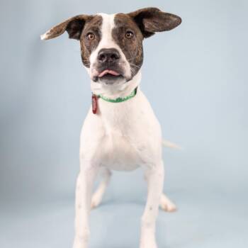 Mixed Breed Dogs Available for Adoption in Portland, Oregon - Hailey | PetCurious