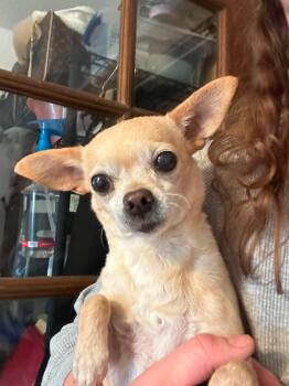 Peaches -  Chihuahua Dog for Adoption in Cleveland, Oklahoma - Peaches | PetCurious