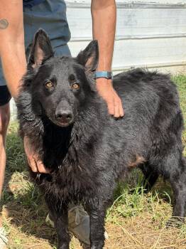 Nicki -  German Shepherd Dog Dog for Adoption in Blue Springs, Missouri - Nicki | PetCurious