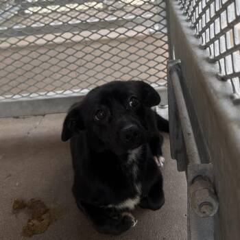 Bumper -  Mixed Breed Dog for Adoption in Lake Jackson, Texas - Bumper | PetCurious