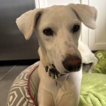 Labrador Retriever Dogs Available for Adoption in Mississauga, Ontario - Billy | PetCurious